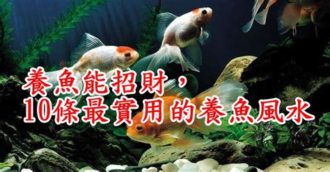 魚 數量|養魚能招財，10條最實用的養魚風水（你一定要知道）。